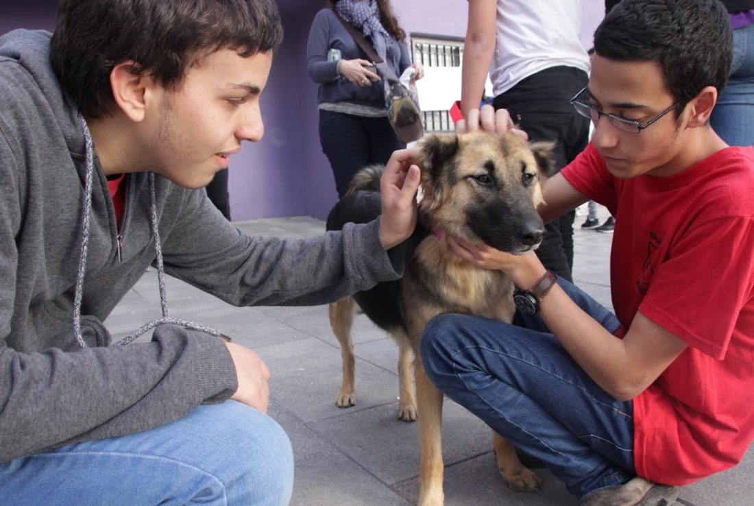 Dog Adoption Fair